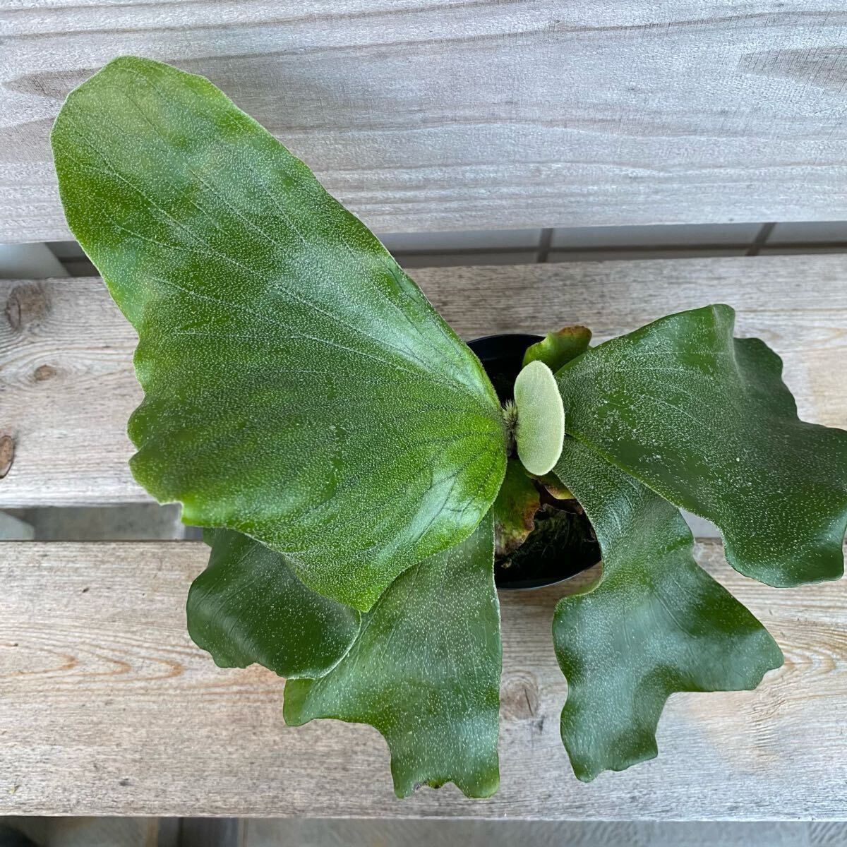 P. Neptune（stemaria×elephantotis)　ビカクシダ　_3