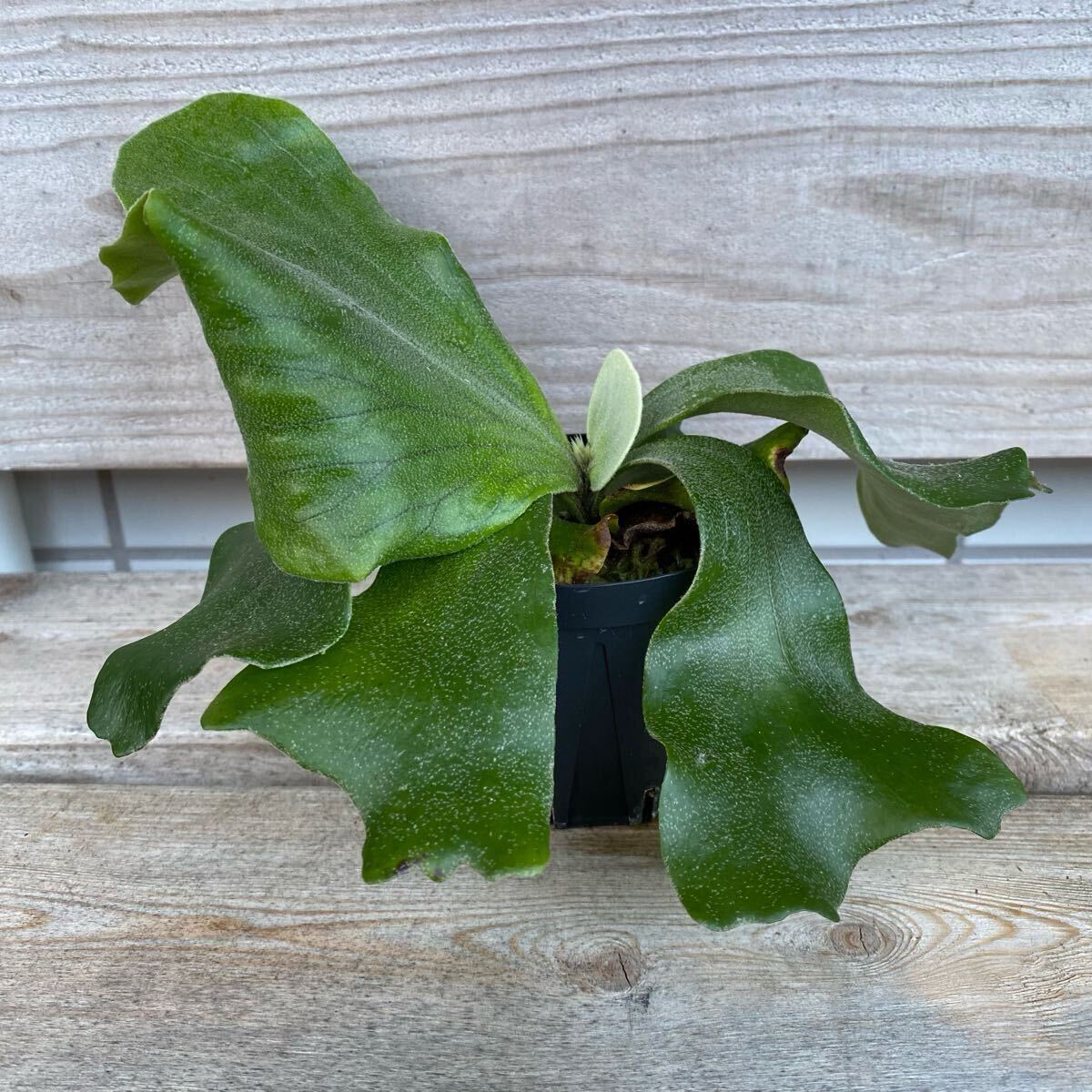 P. Neptune（stemaria×elephantotis)　ビカクシダ　_4