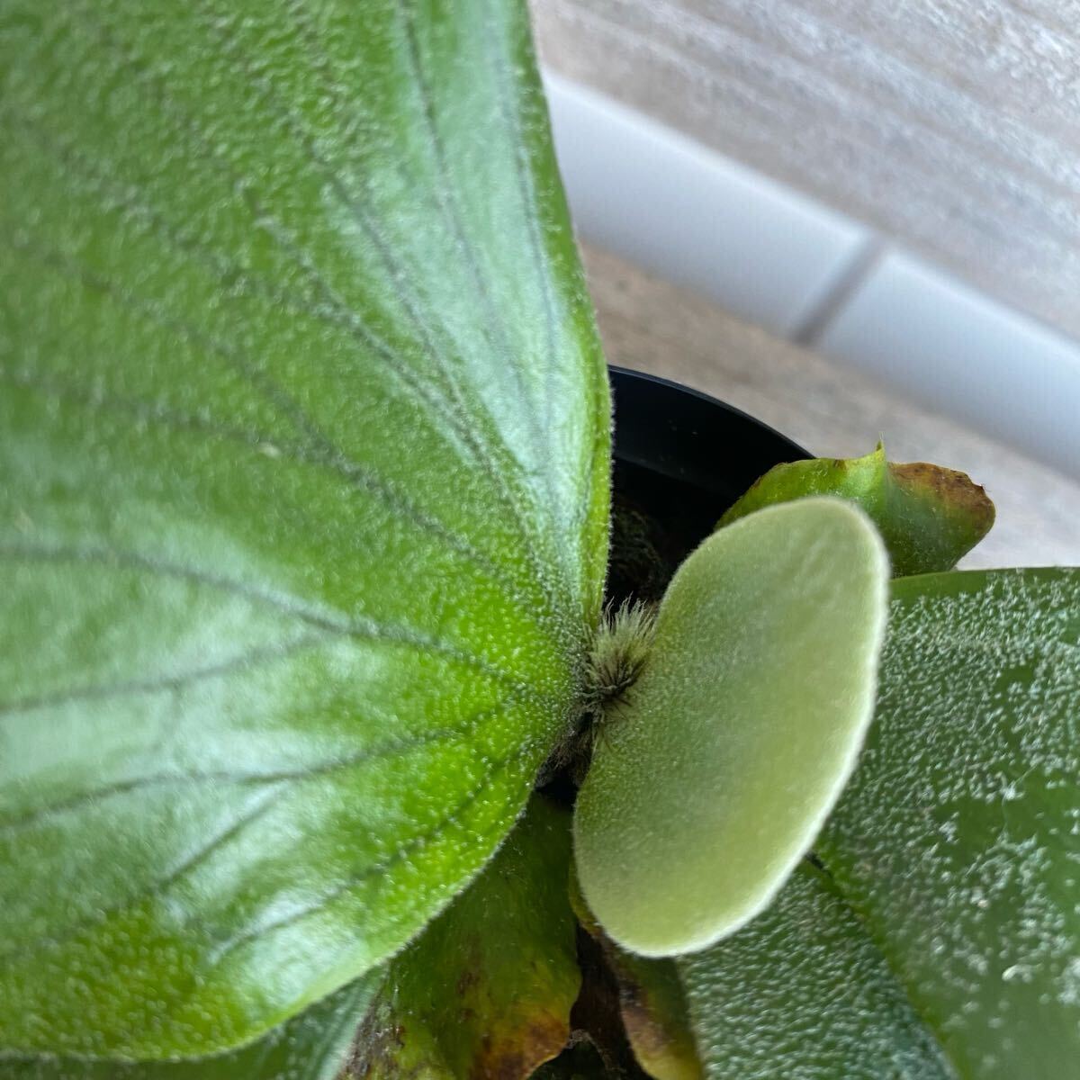 P. Neptune（stemaria×elephantotis)　ビカクシダ　_5