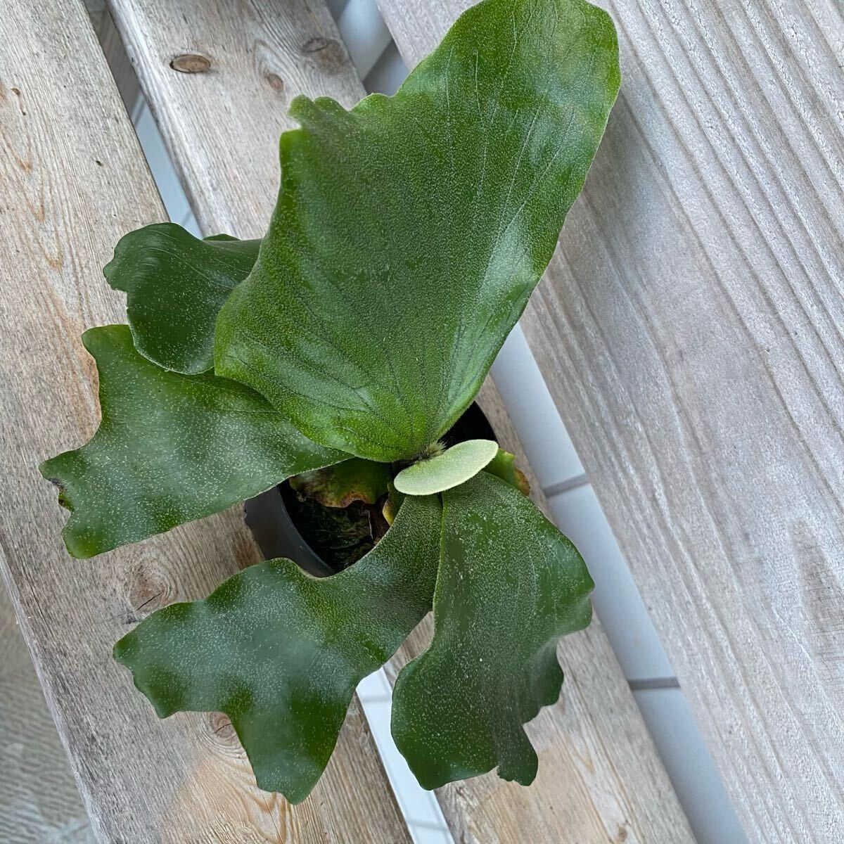 P. Neptune（stemaria×elephantotis)　ビカクシダ　_6