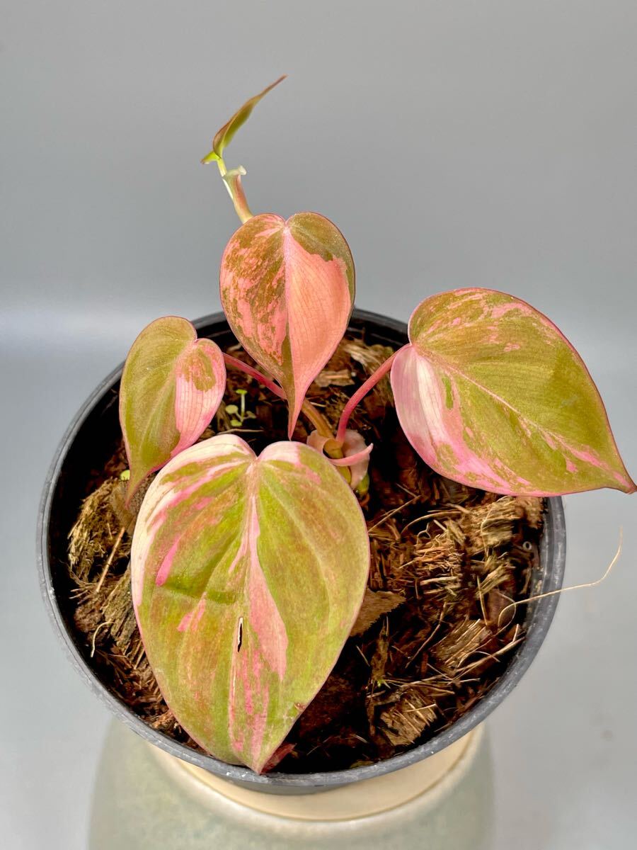 09」フィロデンドロン・ミカンス ピンク 斑入り Philodendron micans