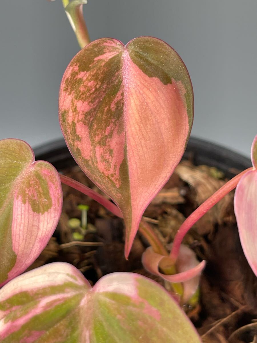 09」フィロデンドロン・ミカンス ピンク 斑入り Philodendron micans