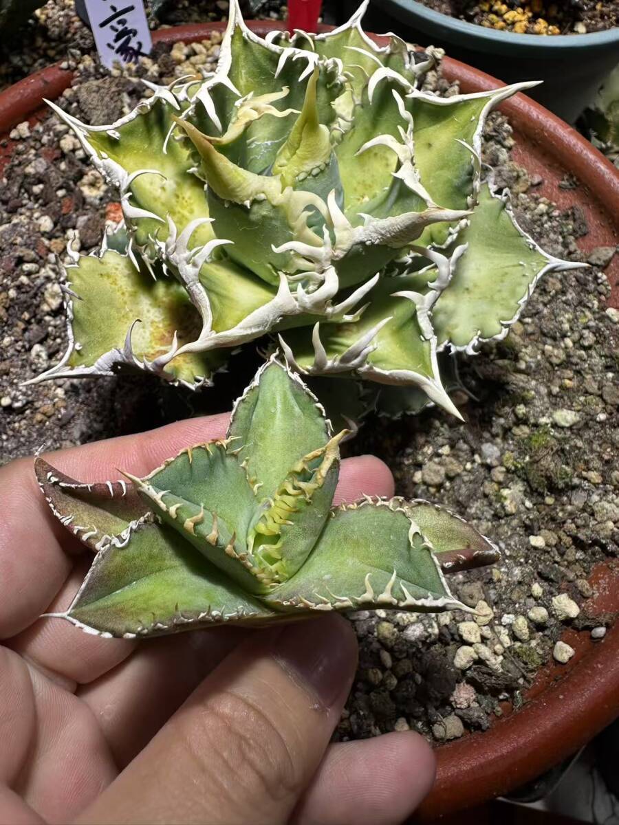 アガベ パリー トランカータ 実生大株 地植え極美株 幅約30cmドライ