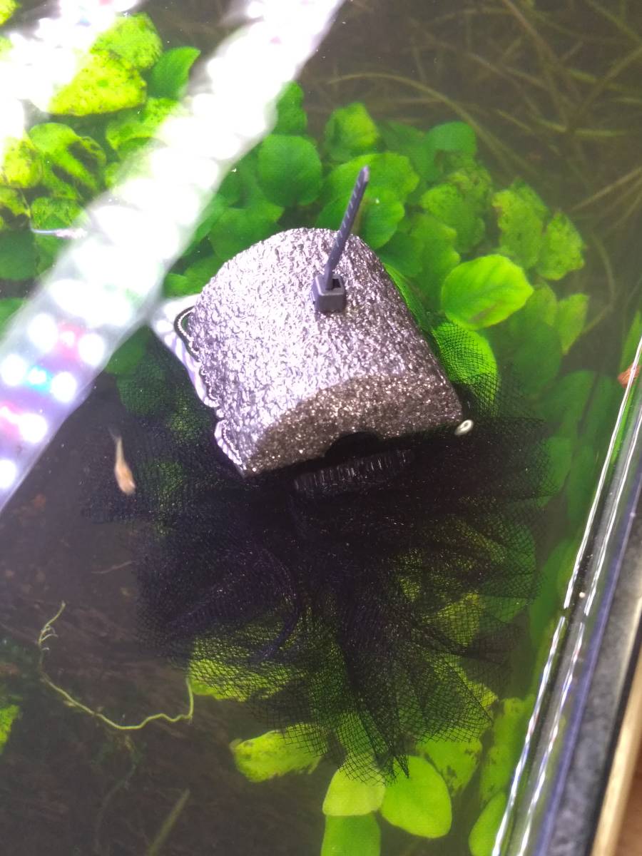 ☆☆☆１個／１０円 訳あり 浮くボール型めだかの産卵床②　フロートタイプ 40個セット 採卵にも。土日発送のみ_1