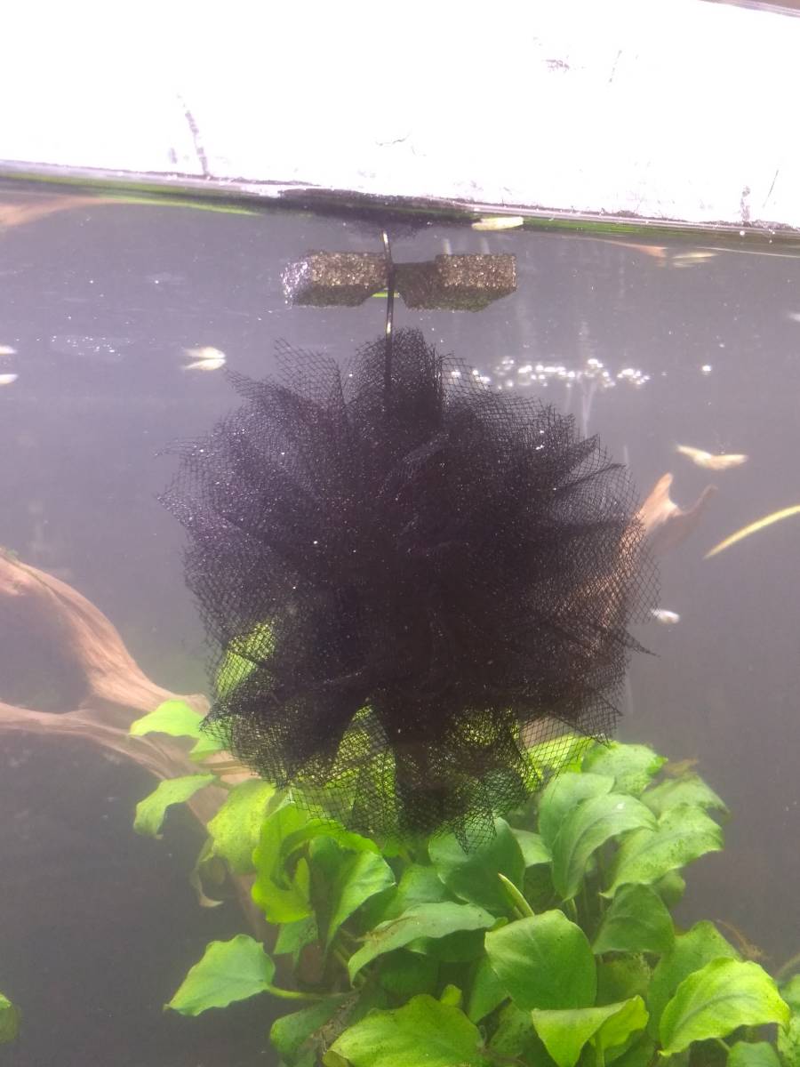 ☆☆☆１個／１０円 訳あり 浮くボール型めだかの産卵床②　フロートタイプ 40個セット 採卵にも。土日発送のみ_2