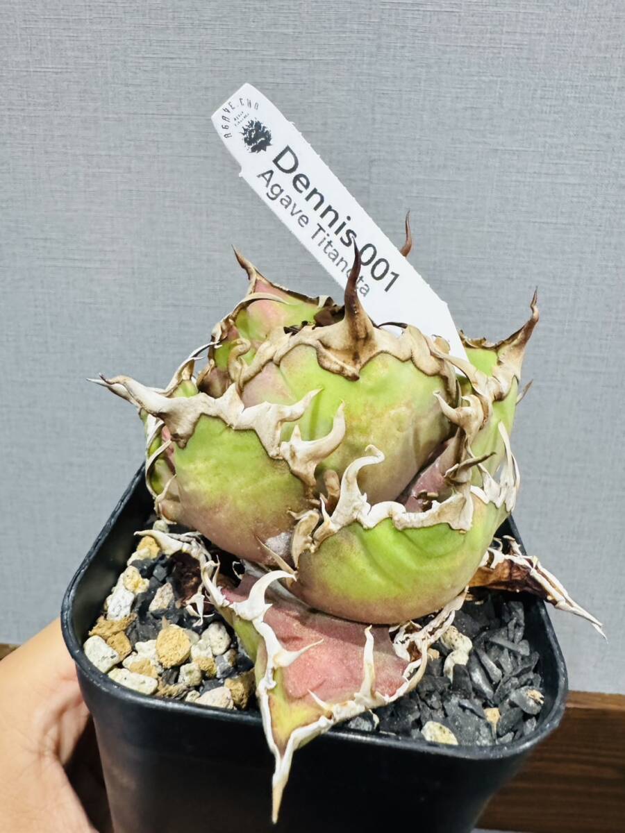 ever plants】Agave titanota Dennis001、デニス001、CAESAR、シーザー
