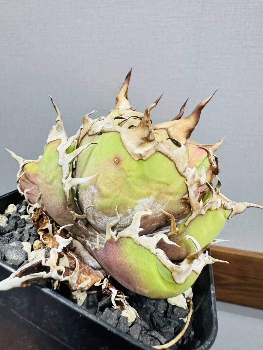 ever plants】Agave titanota Dennis001、デニス001、CAESAR、シーザー