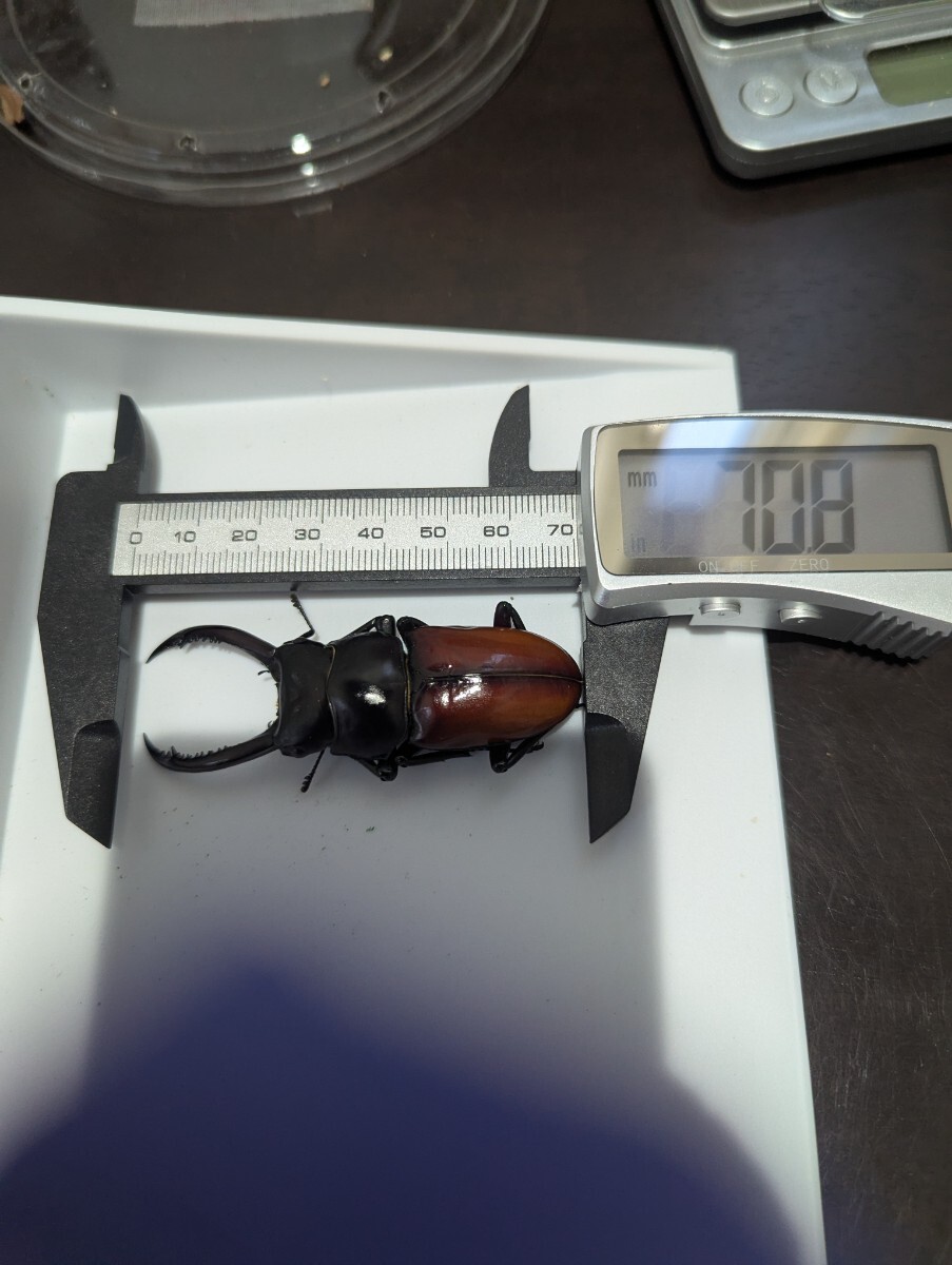 アローコクワガタ 亜種リエン ペア _1