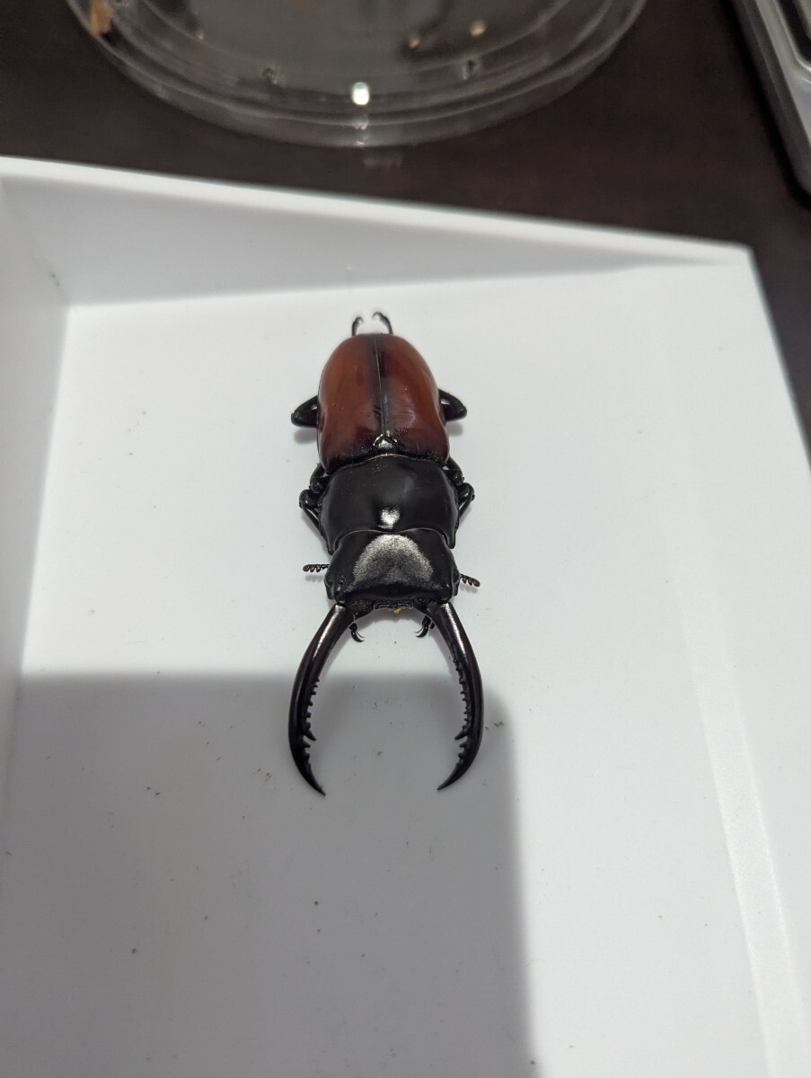 アローコクワガタ 亜種リエン ペア _2