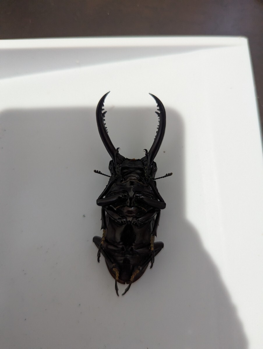 アローコクワガタ 亜種リエン ペア _4