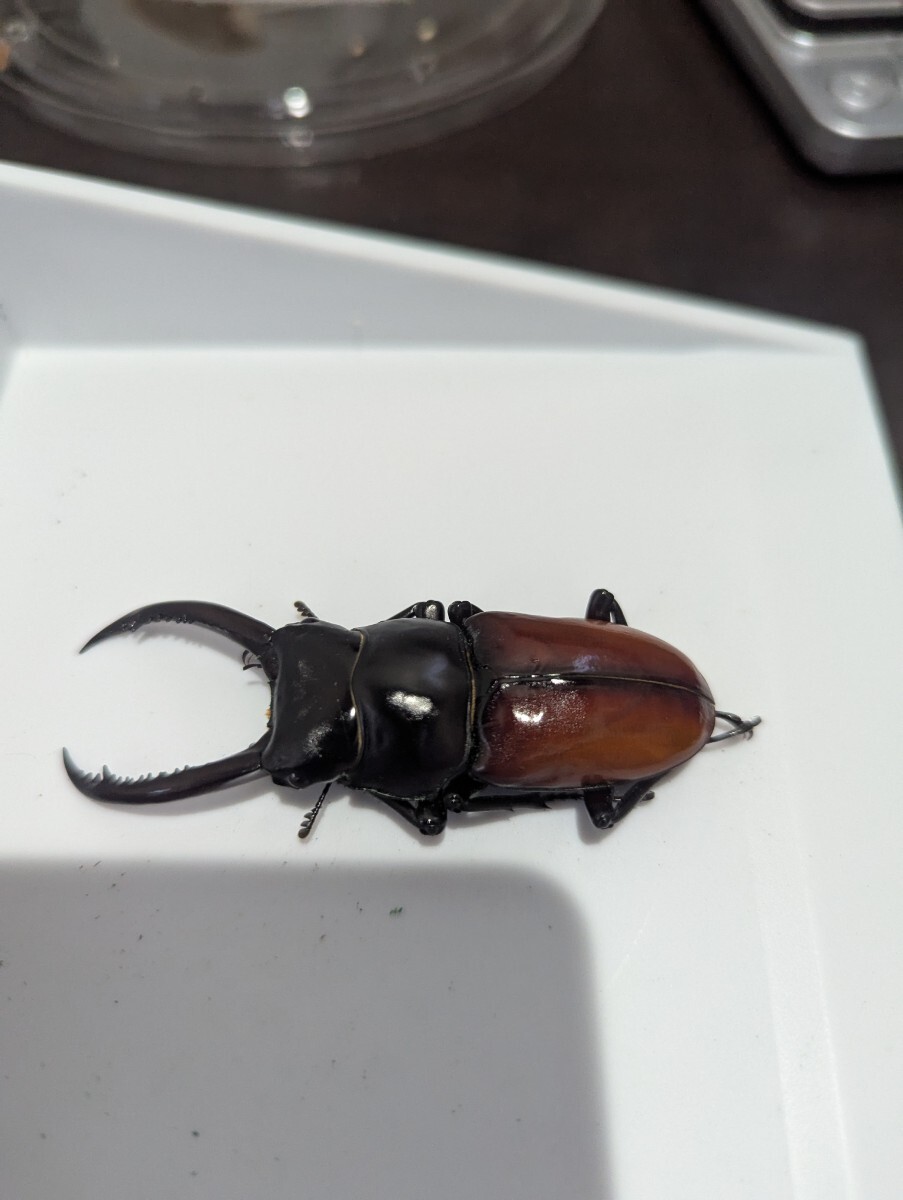 アローコクワガタ 亜種リエン ペア _5