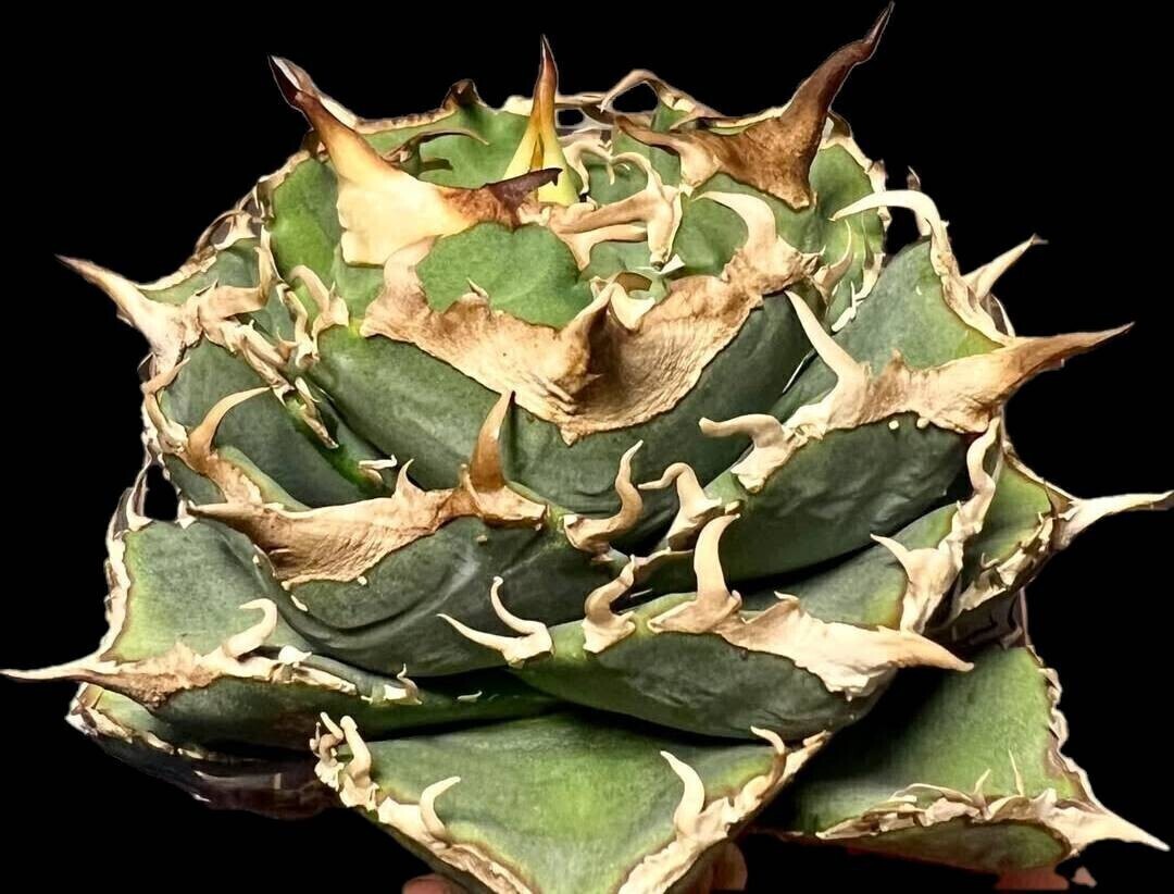 清櫻【アガベ チタノタ】5メリクロン/検 青犀 清櫻 スーパーチタノタ 悪魔くん 皇冠 穿山甲 白犀 麻花龍 星空 ブツブツ CJ 白鯨 青田園芸 _1