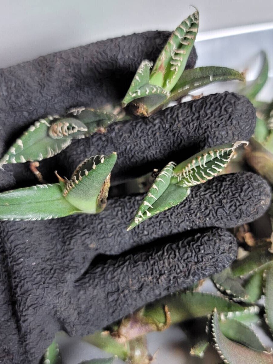 清櫻【アガベ チタノタ】5メリクロン/検 青犀 清櫻 スーパーチタノタ 悪魔くん 皇冠 穿山甲 白犀 麻花龍 星空 ブツブツ CJ 白鯨 青田園芸 _10