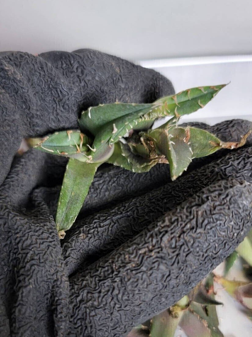 清櫻【アガベ チタノタ】5メリクロン/検 青犀 清櫻 スーパーチタノタ 悪魔くん 皇冠 穿山甲 白犀 麻花龍 星空 ブツブツ CJ 白鯨 青田園芸 _2