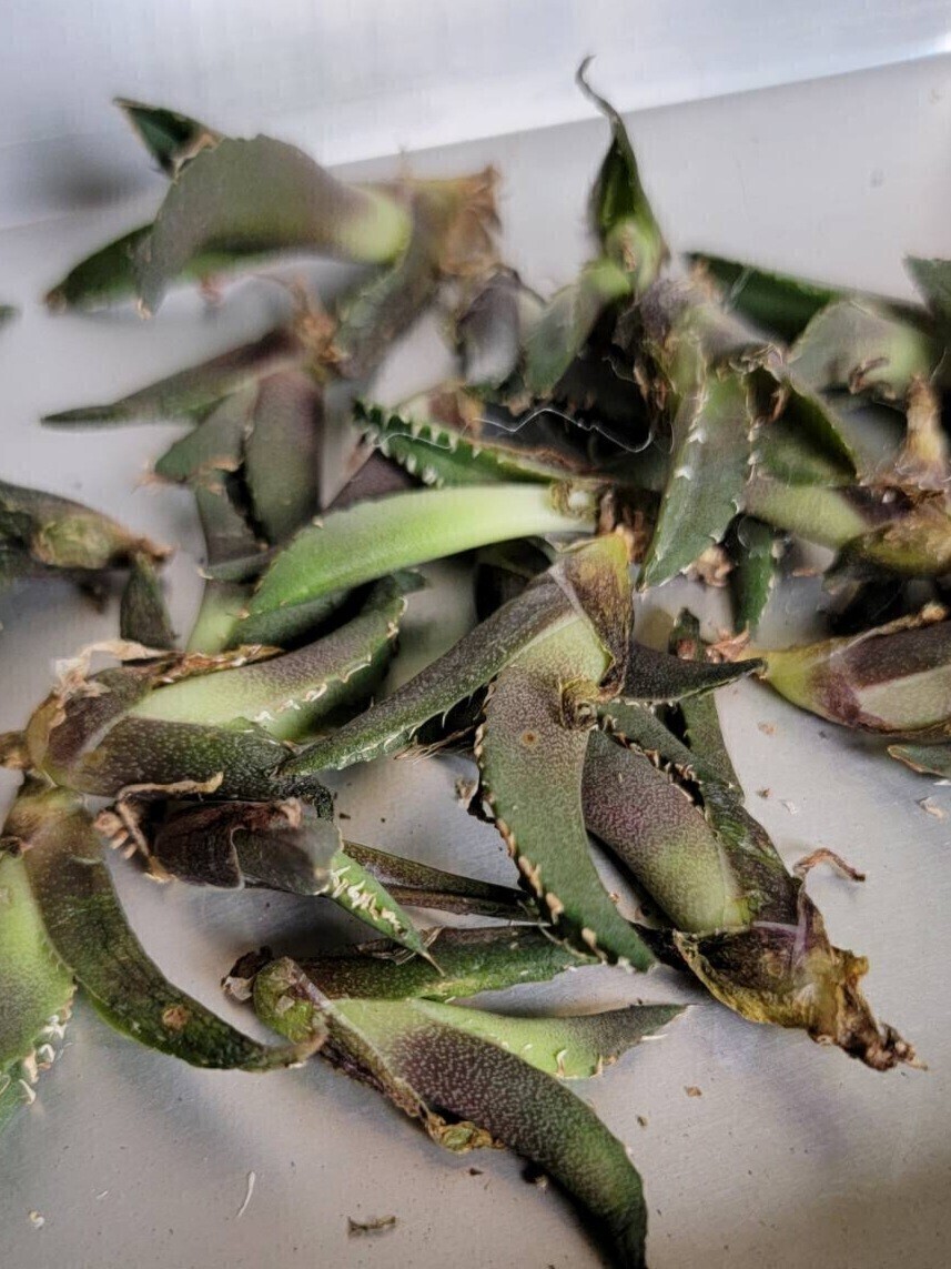 清櫻【アガベ チタノタ】5メリクロン/検 青犀 清櫻 スーパーチタノタ 悪魔くん 皇冠 穿山甲 白犀 麻花龍 星空 ブツブツ CJ 白鯨 青田園芸 _3