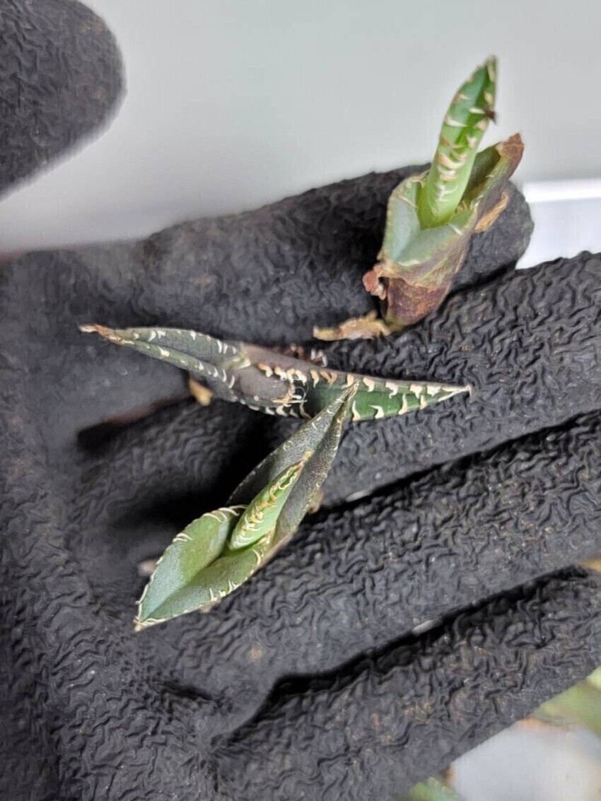 清櫻【アガベ チタノタ】5メリクロン/検 青犀 清櫻 スーパーチタノタ 悪魔くん 皇冠 穿山甲 白犀 麻花龍 星空 ブツブツ CJ 白鯨 青田園芸 _4