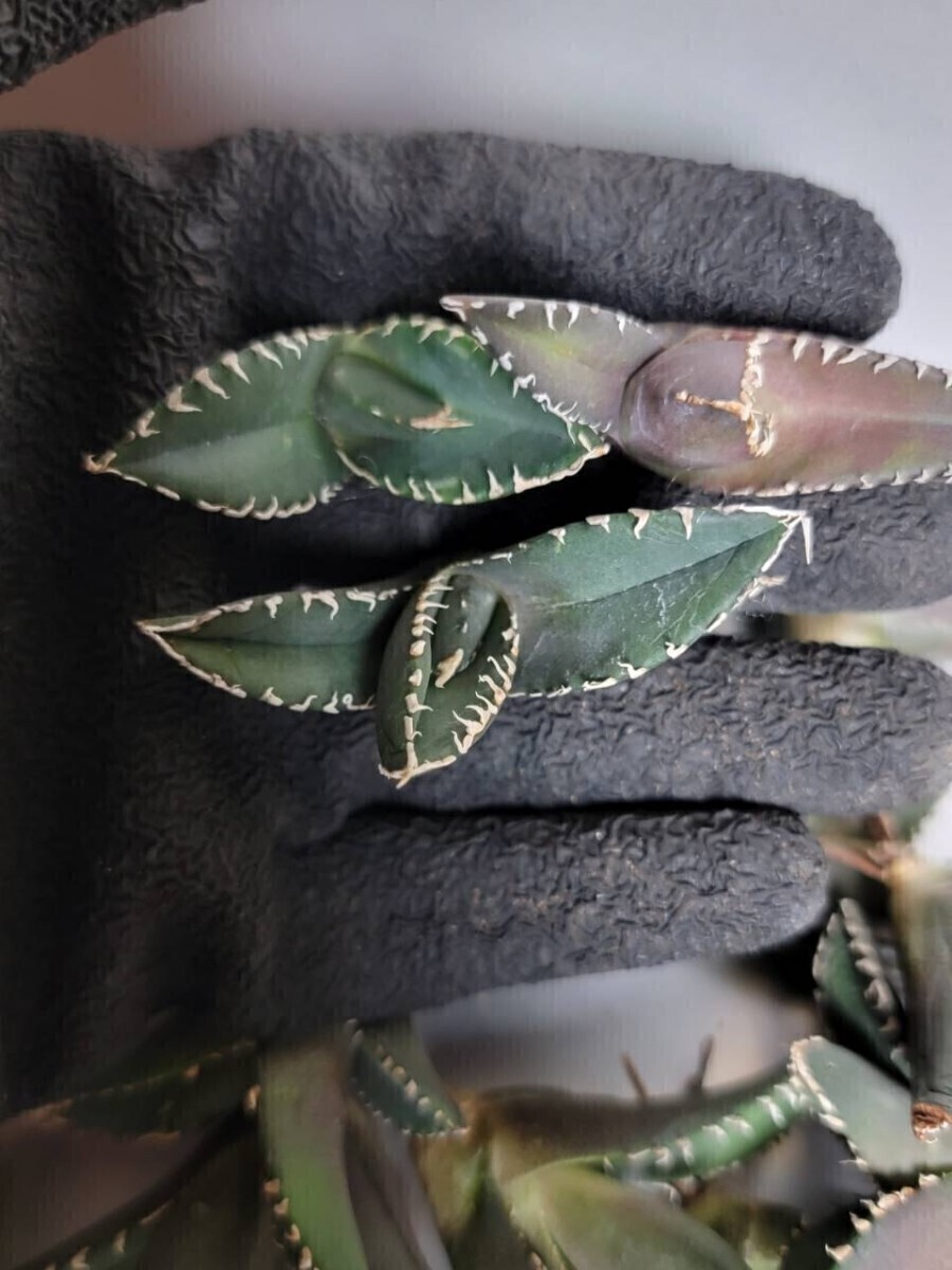 清櫻【アガベ チタノタ】5メリクロン/検 青犀 清櫻 スーパーチタノタ 悪魔くん 皇冠 穿山甲 白犀 麻花龍 星空 ブツブツ CJ 白鯨 青田園芸 _5