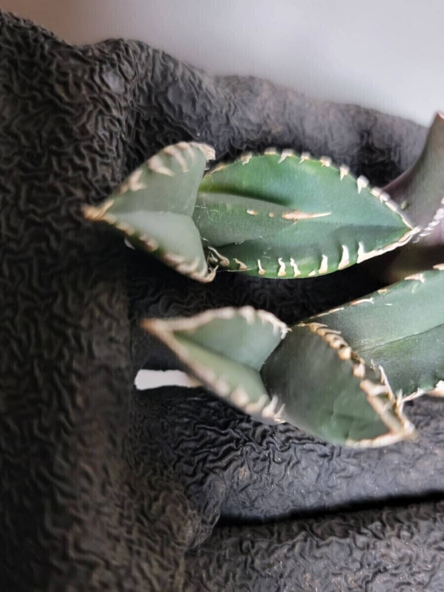 清櫻【アガベ チタノタ】5メリクロン/検 青犀 清櫻 スーパーチタノタ 悪魔くん 皇冠 穿山甲 白犀 麻花龍 星空 ブツブツ CJ 白鯨 青田園芸 _6