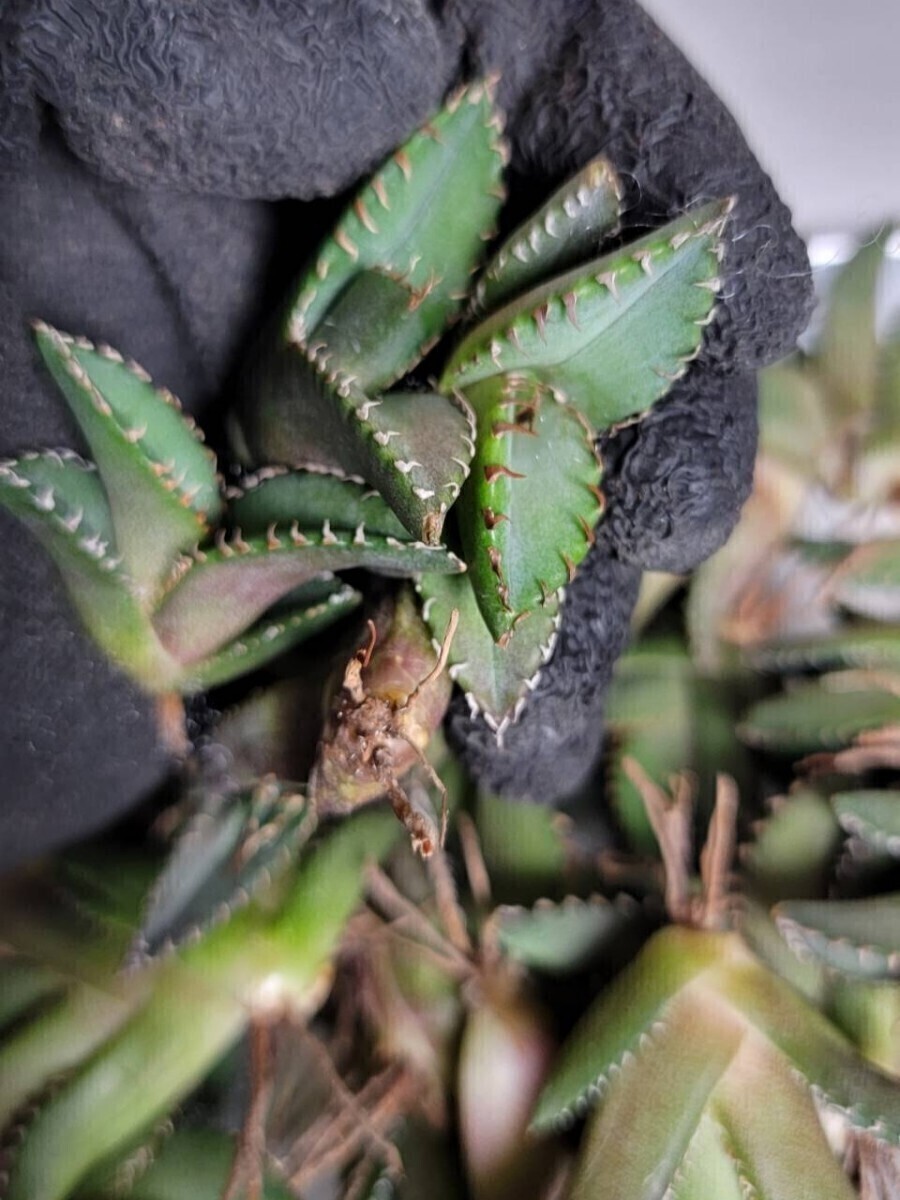 清櫻【アガベ チタノタ】5メリクロン/検 青犀 清櫻 スーパーチタノタ 悪魔くん 皇冠 穿山甲 白犀 麻花龍 星空 ブツブツ CJ 白鯨 青田園芸 _7