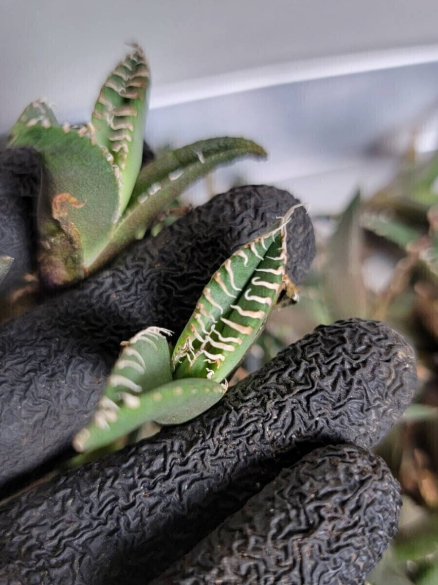 清櫻【アガベ チタノタ】5メリクロン/検 青犀 清櫻 スーパーチタノタ 悪魔くん 皇冠 穿山甲 白犀 麻花龍 星空 ブツブツ CJ 白鯨 青田園芸 _8