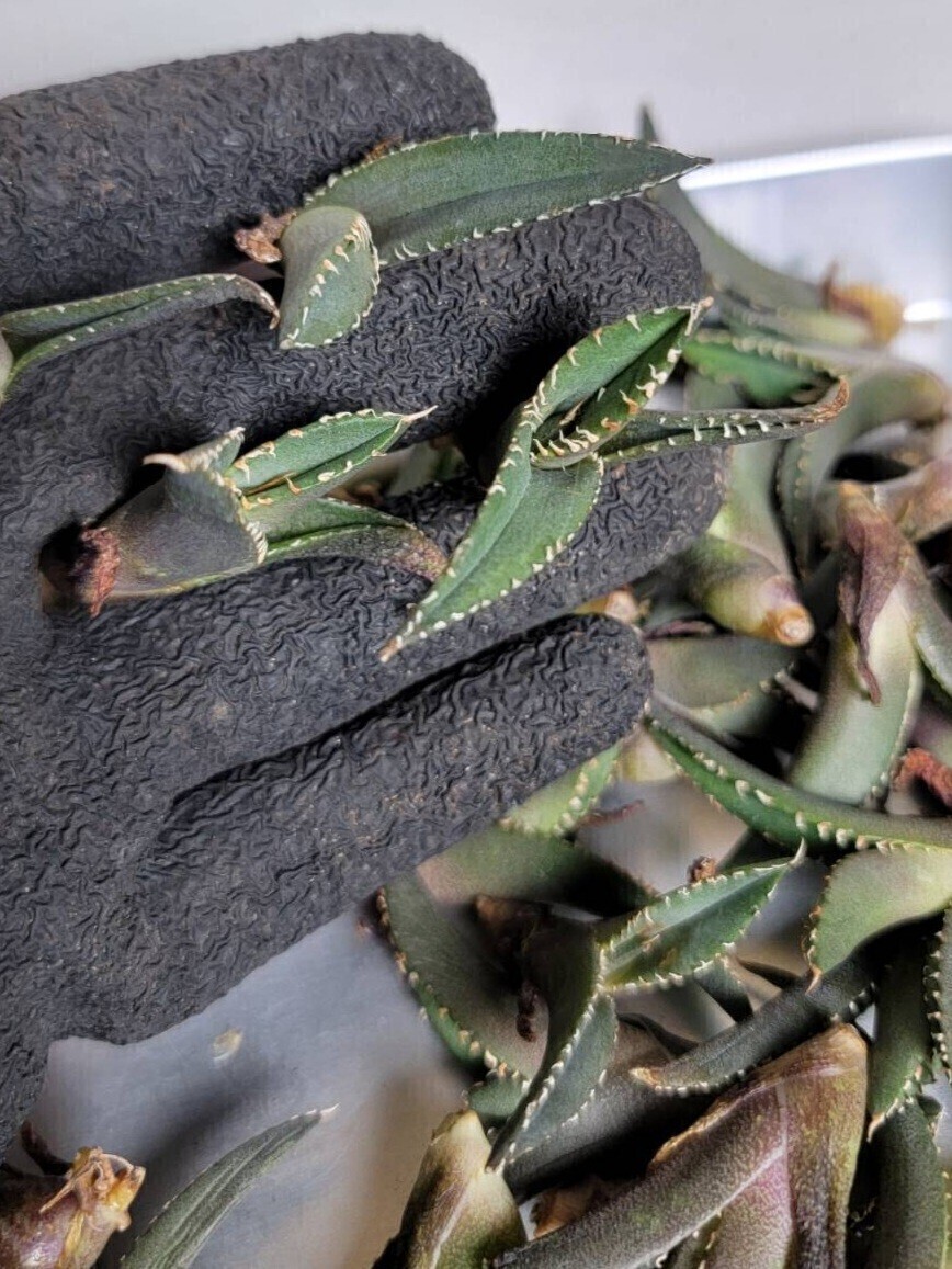 清櫻【アガベ チタノタ】5メリクロン/検 青犀 清櫻 スーパーチタノタ 悪魔くん 皇冠 穿山甲 白犀 麻花龍 星空 ブツブツ CJ 白鯨 青田園芸 _9