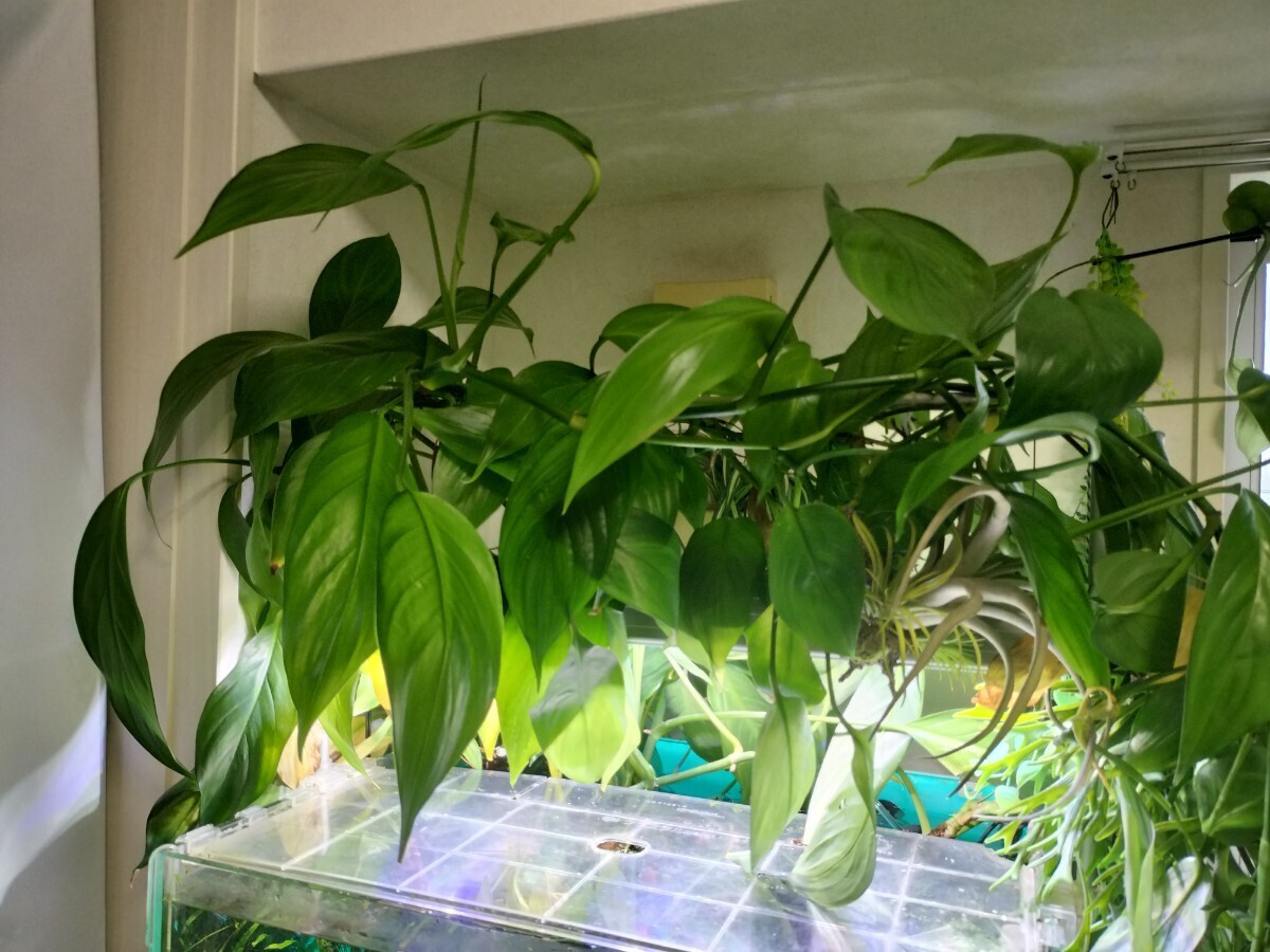 ヤマサキカズラ大量　写真の半分　水上葉　_1