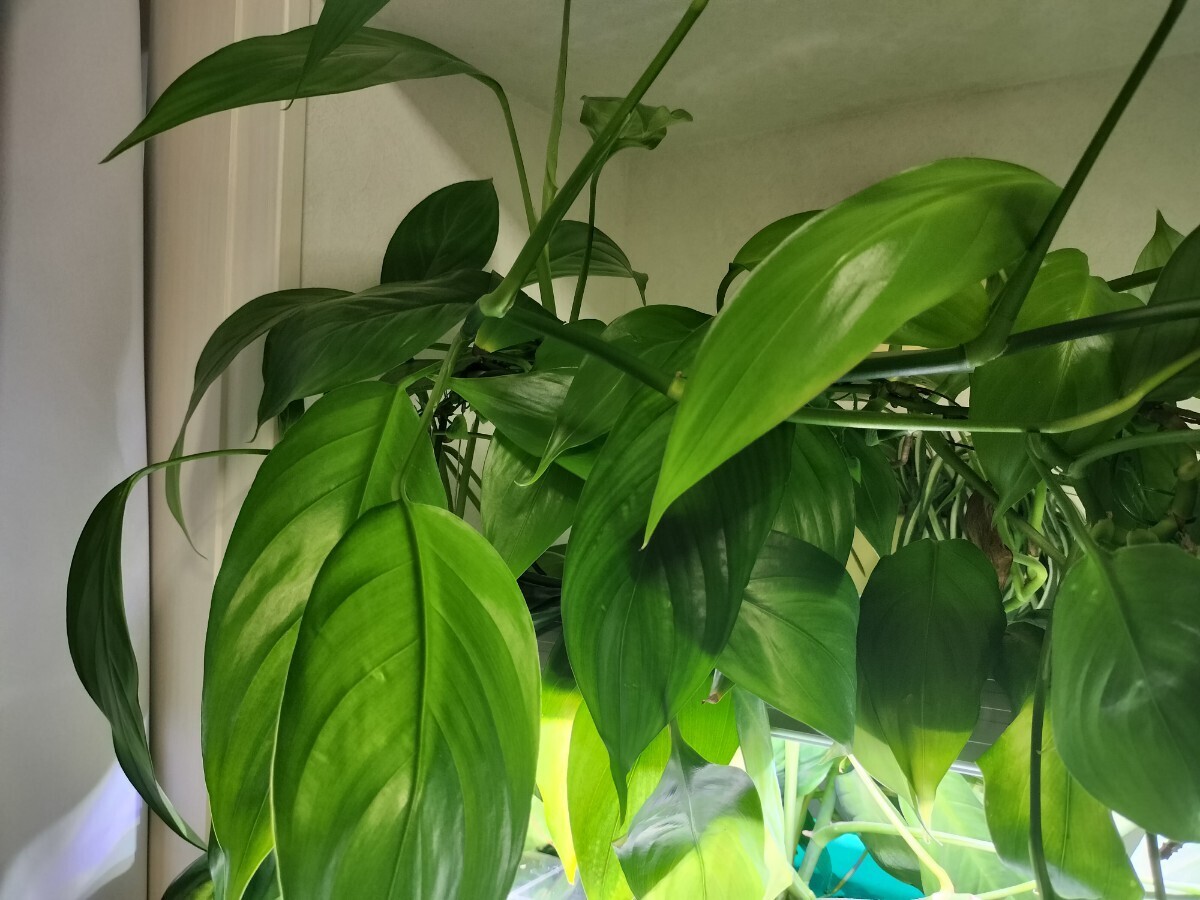 ヤマサキカズラ大量　写真の半分　水上葉　_2