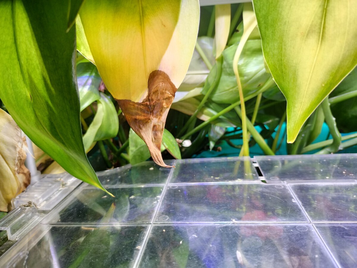 ヤマサキカズラ大量　写真の半分　水上葉　_3