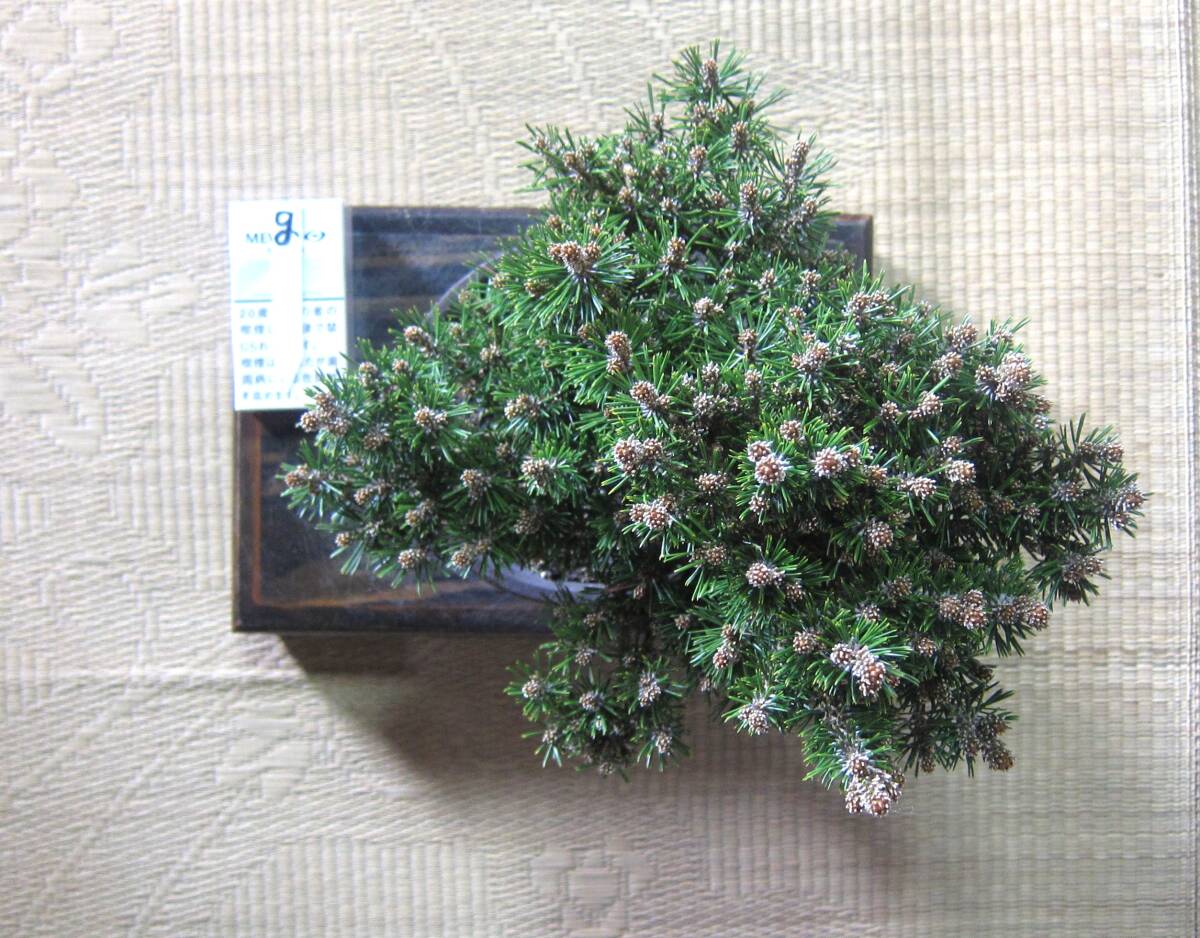 八房赤松(南牧姫)盆栽 八房赤松No.1の植え替え | Vintage Bonsai