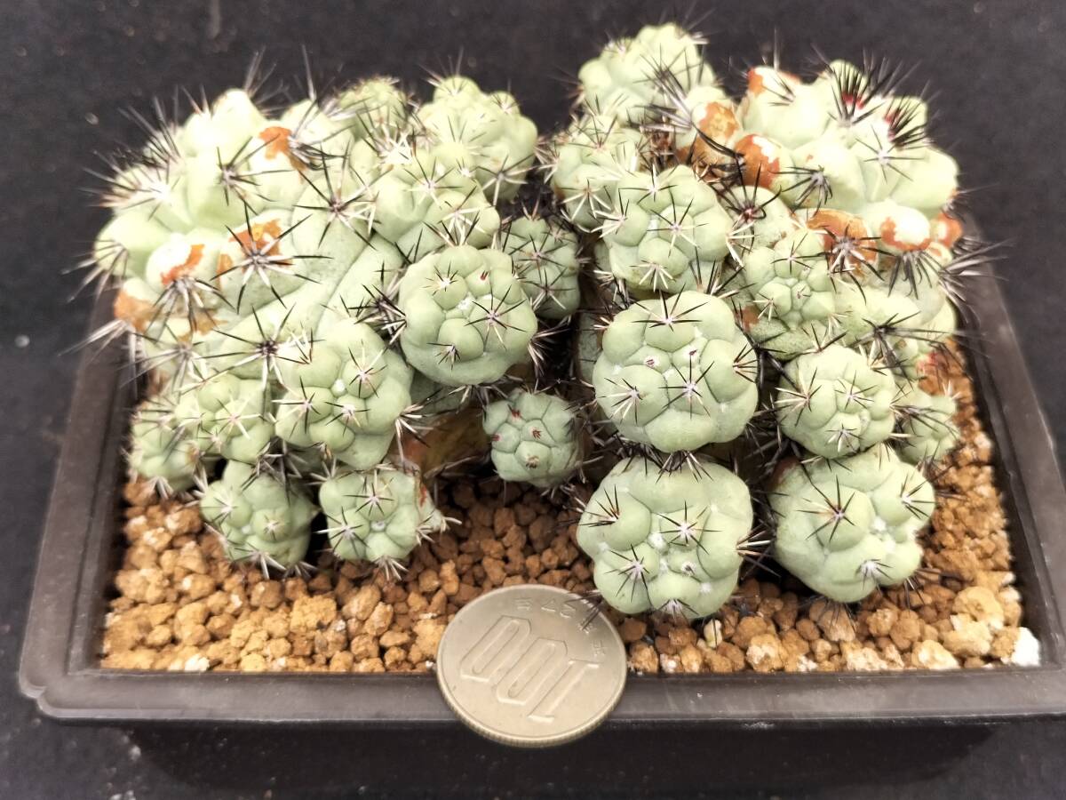 マクドガリー　自根　2頭球　サボテン_1