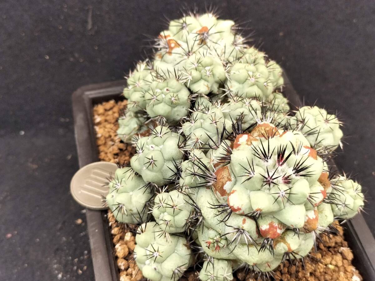 マクドガリー　自根　2頭球　サボテン_2