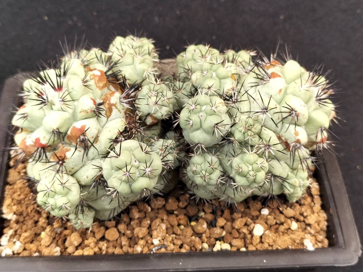 マクドガリー　自根　2頭球　サボテン_3