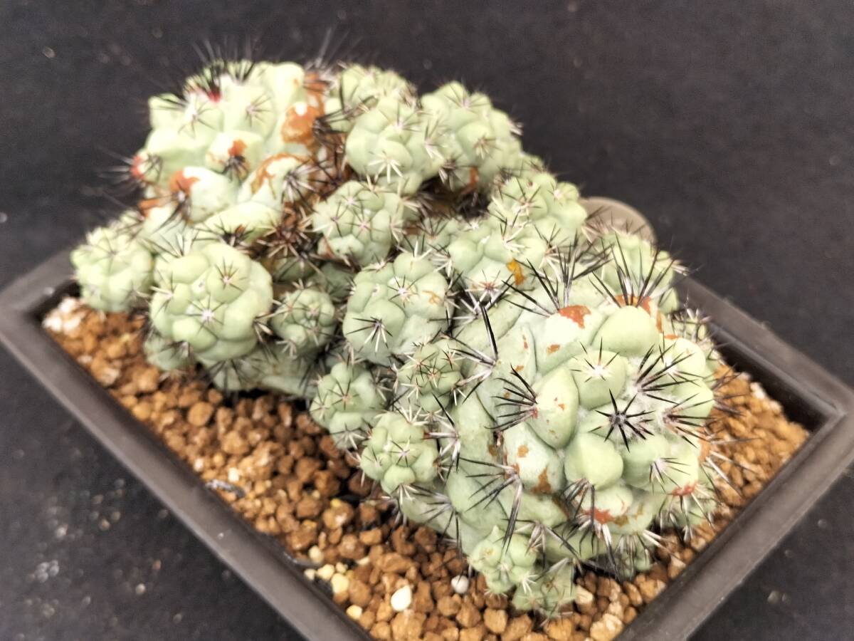 マクドガリー　自根　2頭球　サボテン_4