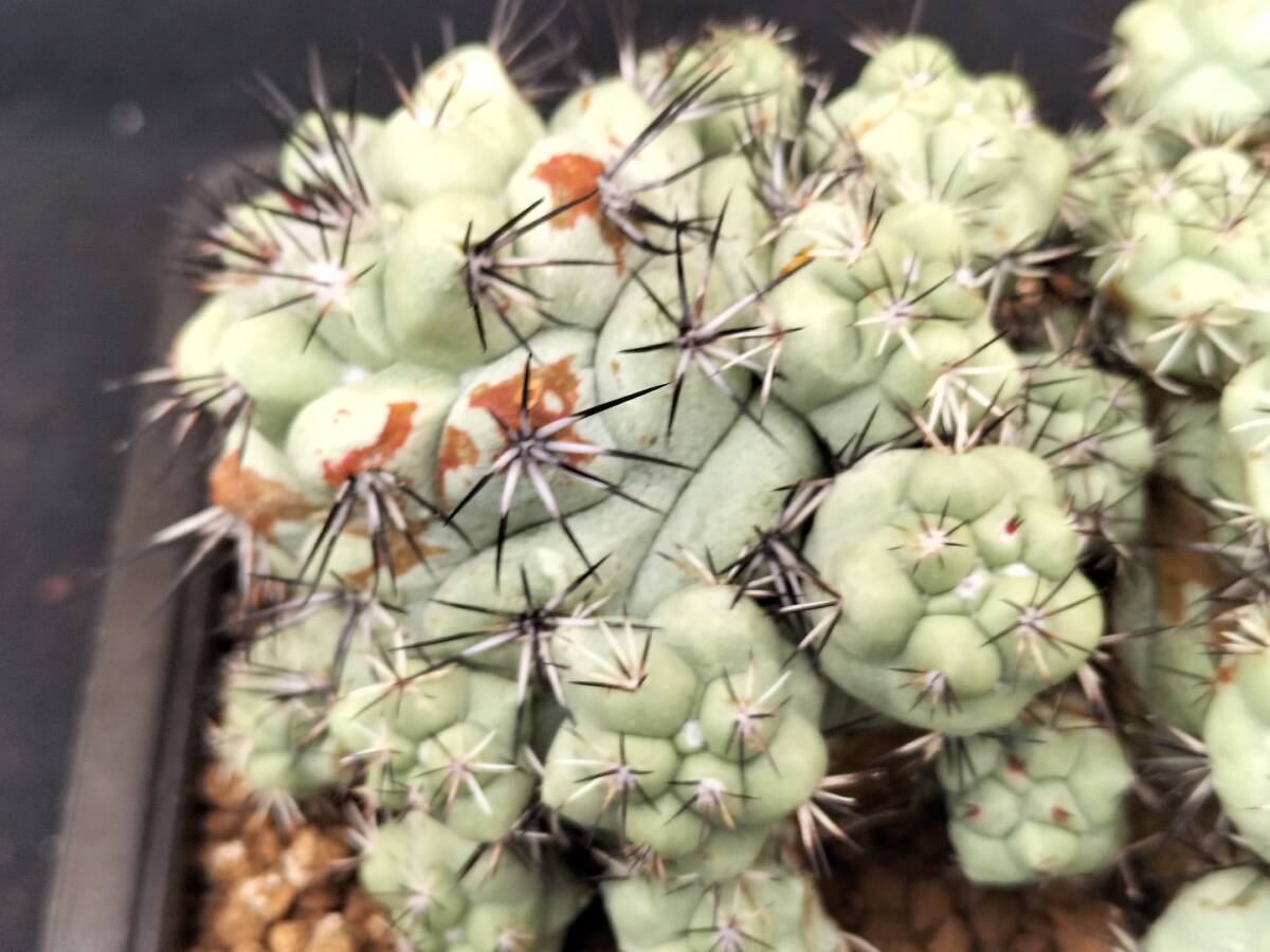 マクドガリー　自根　2頭球　サボテン_5