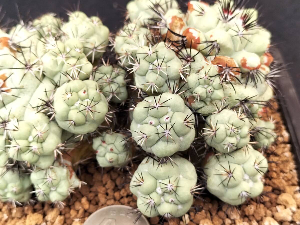 マクドガリー　自根　2頭球　サボテン_6