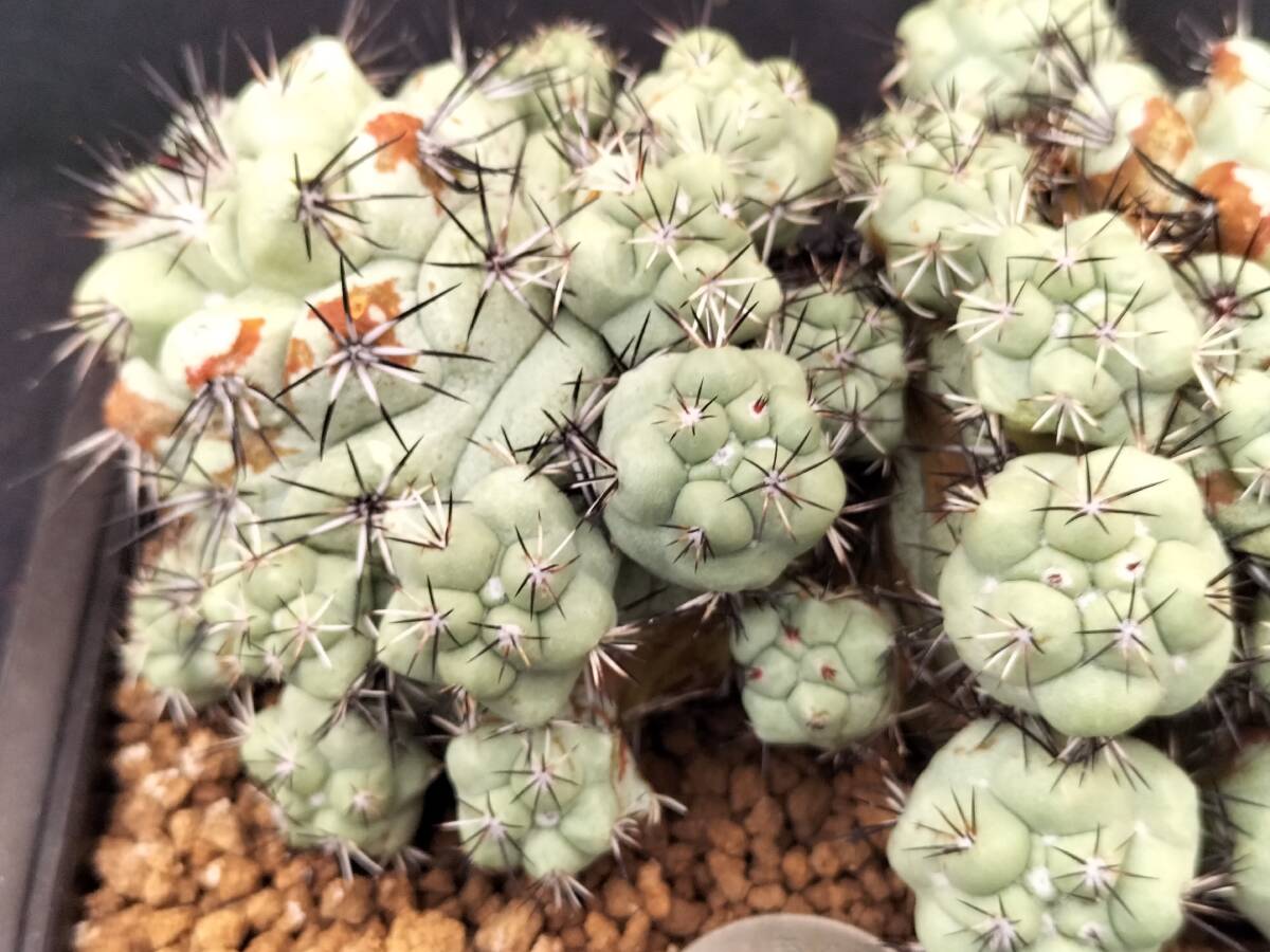 マクドガリー　自根　2頭球　サボテン_7