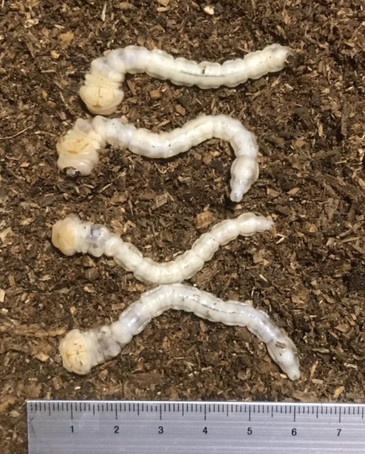 11【即決】天然採集　ヤマトタマムシ幼虫4頭　和歌山県有田市産(送料着払い)_1