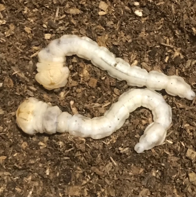 11【即決】天然採集　ヤマトタマムシ幼虫4頭　和歌山県有田市産(送料着払い)_2