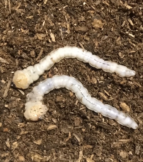 11【即決】天然採集　ヤマトタマムシ幼虫4頭　和歌山県有田市産(送料着払い)_3