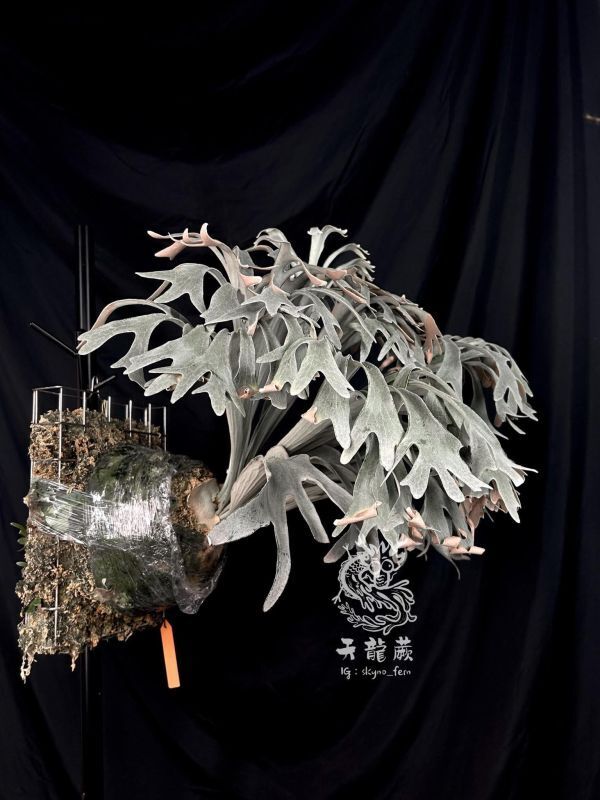 P. X-626 'Stitch' ビカクシダ Frontier Plants】【現品】ビカクシダ・X-626 スティッチ P. X-626