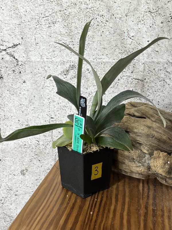 Frontier Plants】【現品】ビカクシダ・X-626 スティッチ P. X-626