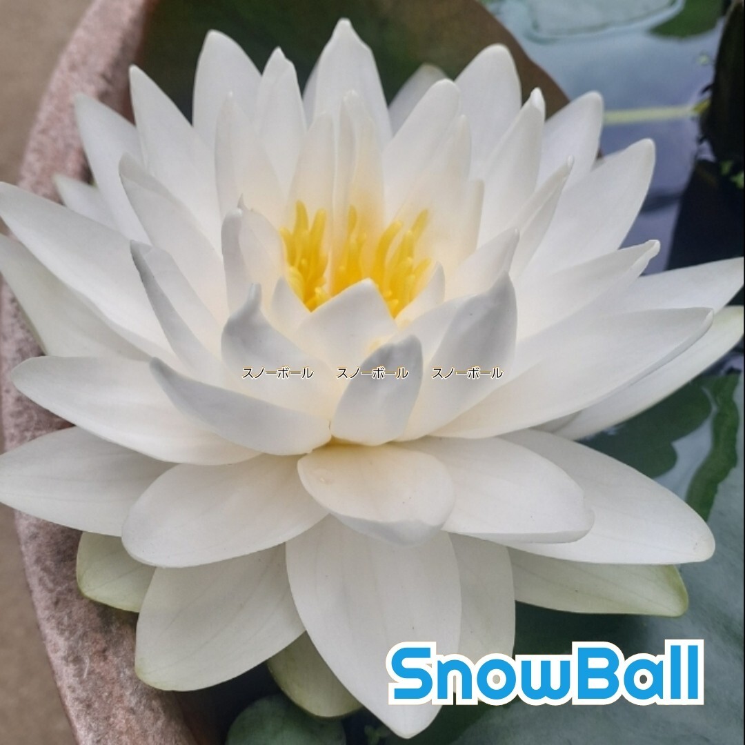 ☆ スノーボール　耐寒性睡蓮　温帯睡蓮　スイレン　小苗　１苗_1