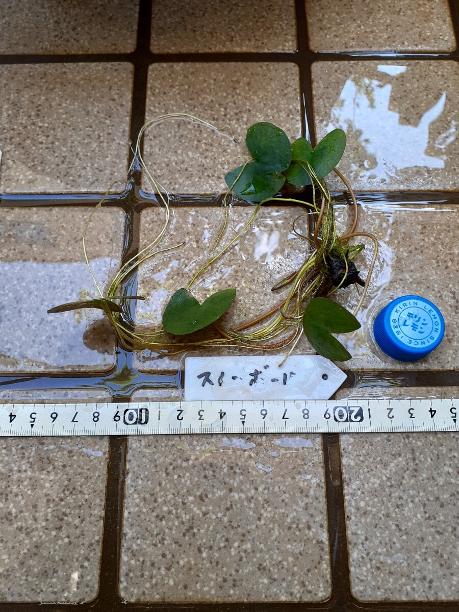 ☆ スノーボール　耐寒性睡蓮　温帯睡蓮　スイレン　小苗　１苗_10