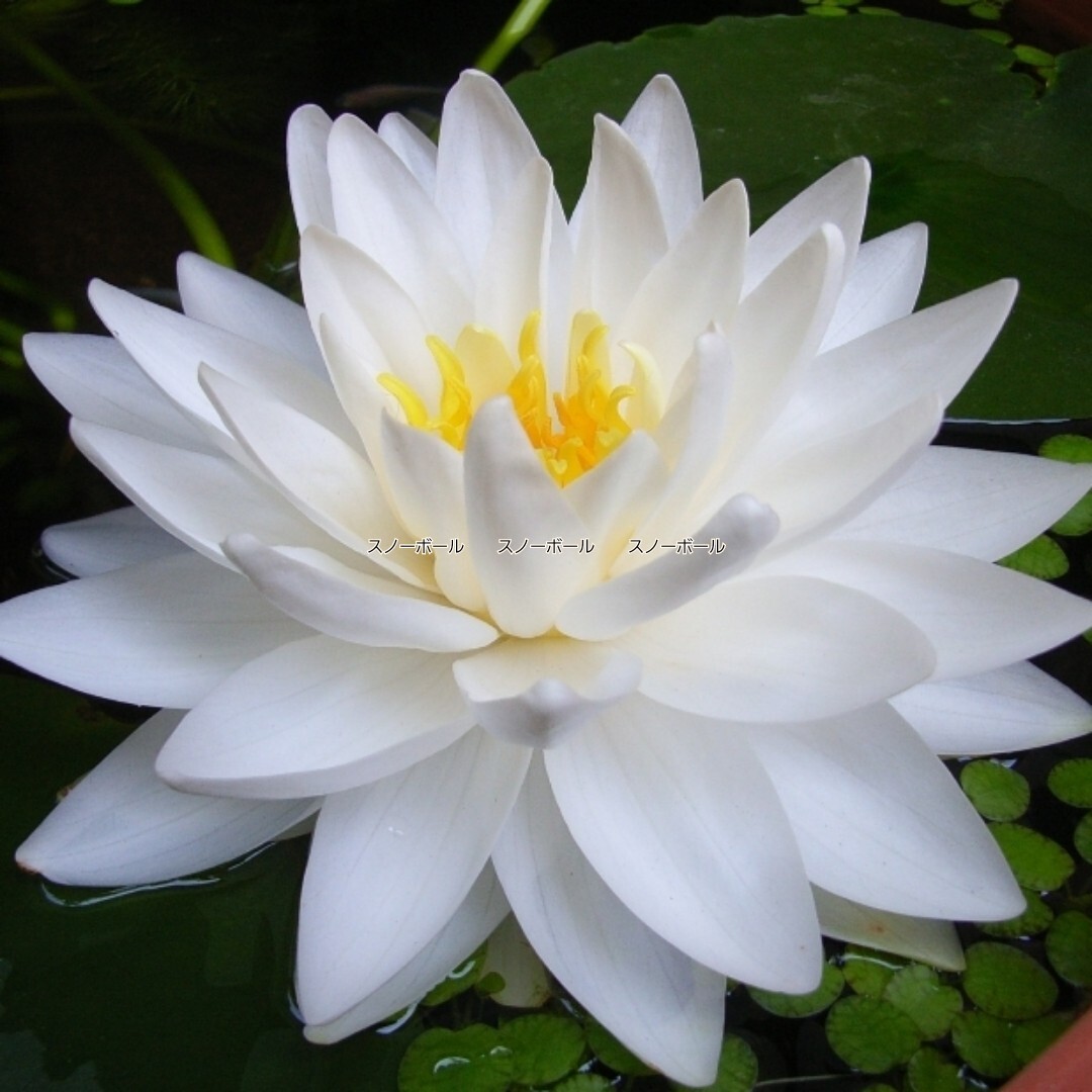 ☆ スノーボール　耐寒性睡蓮　温帯睡蓮　スイレン　小苗　１苗_3