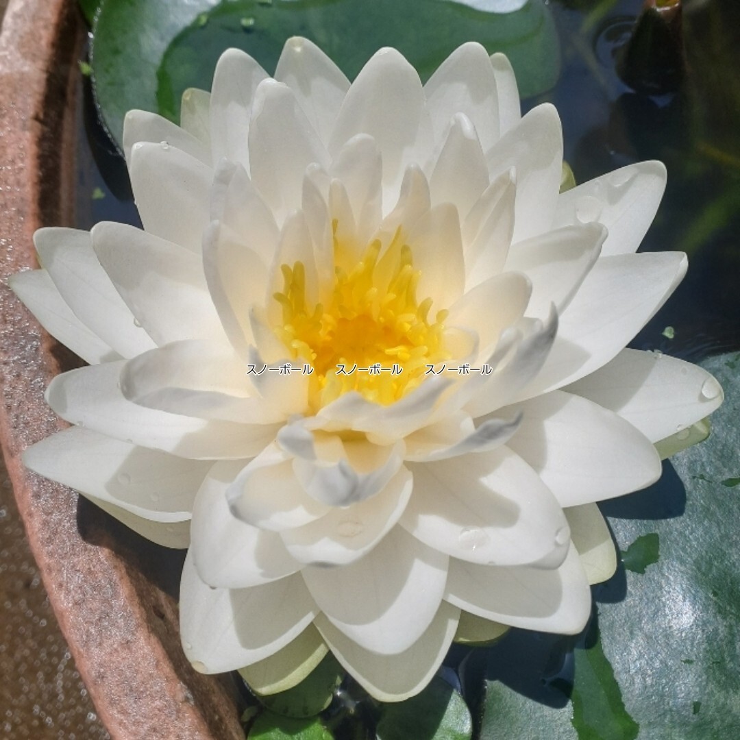 ☆ スノーボール　耐寒性睡蓮　温帯睡蓮　スイレン　小苗　１苗_4