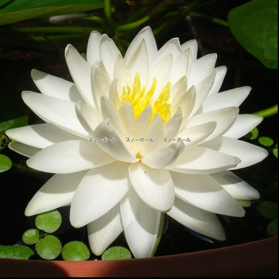 ☆ スノーボール　耐寒性睡蓮　温帯睡蓮　スイレン　小苗　１苗_5