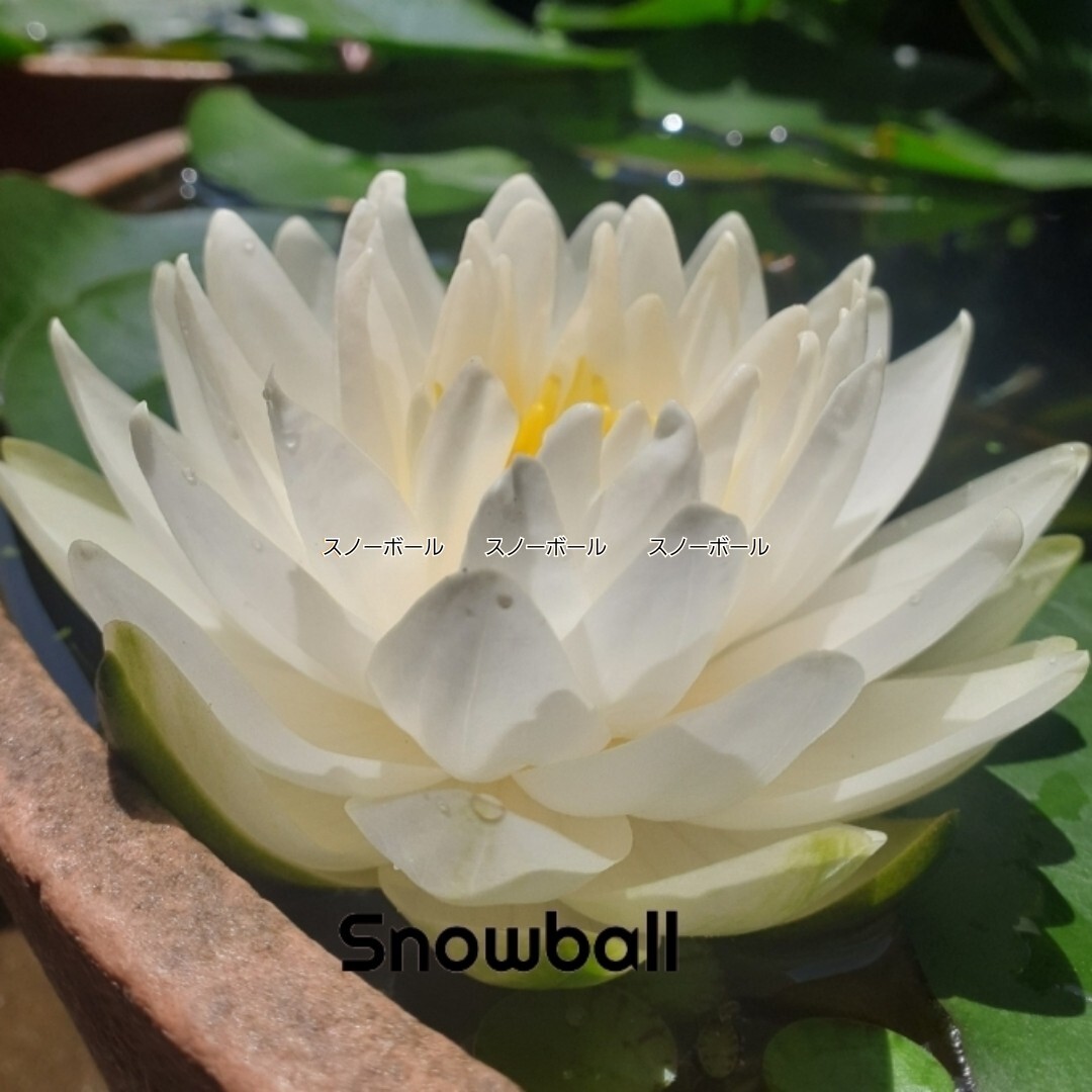 ☆ スノーボール　耐寒性睡蓮　温帯睡蓮　スイレン　小苗　１苗_6