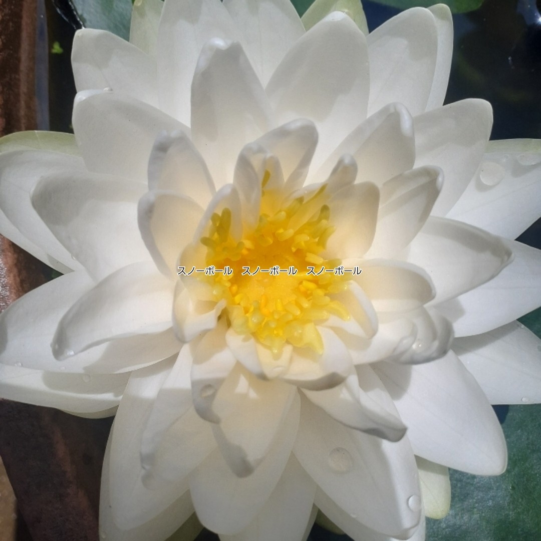 ☆ スノーボール　耐寒性睡蓮　温帯睡蓮　スイレン　小苗　１苗_7