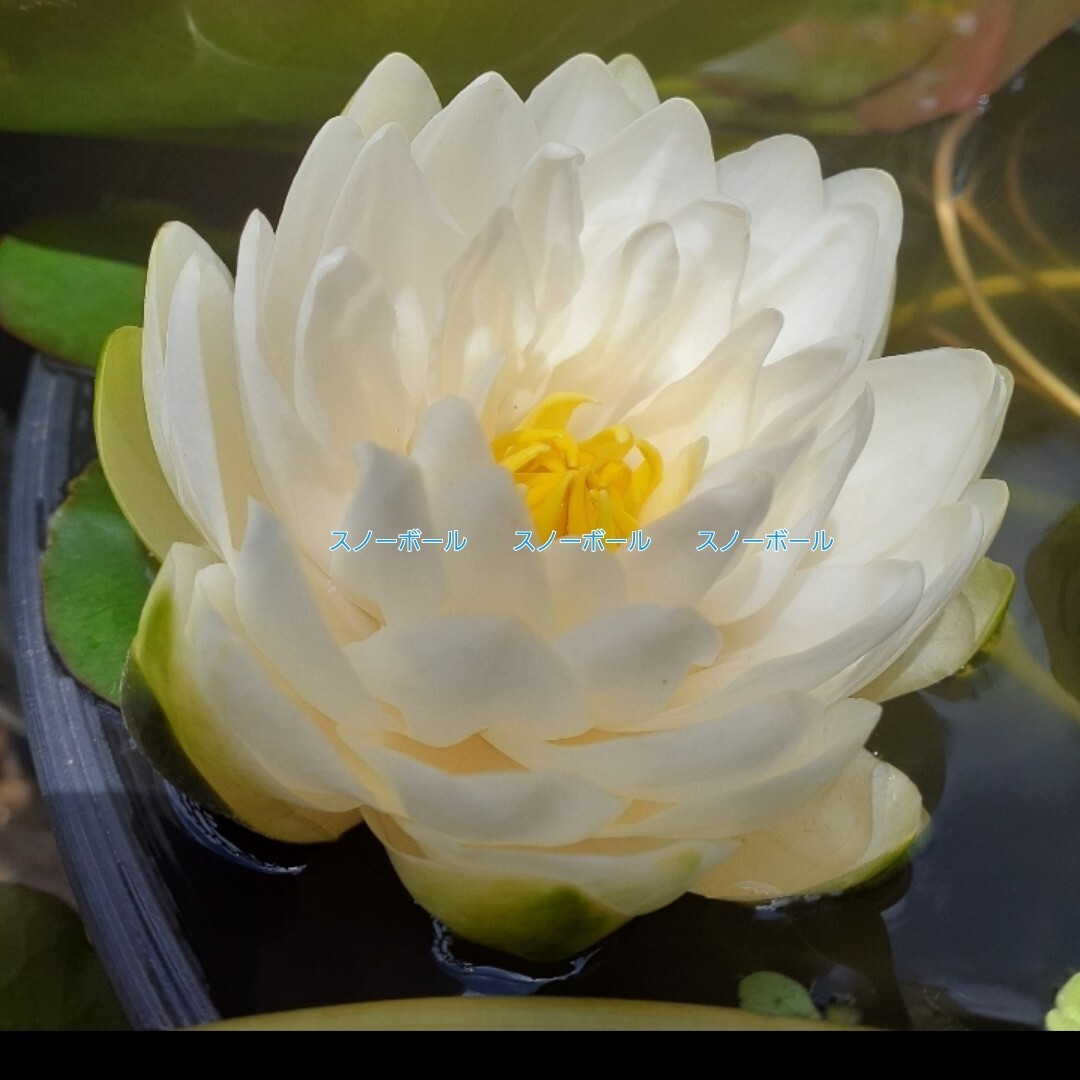 ☆ スノーボール　耐寒性睡蓮　温帯睡蓮　スイレン　小苗　１苗_8