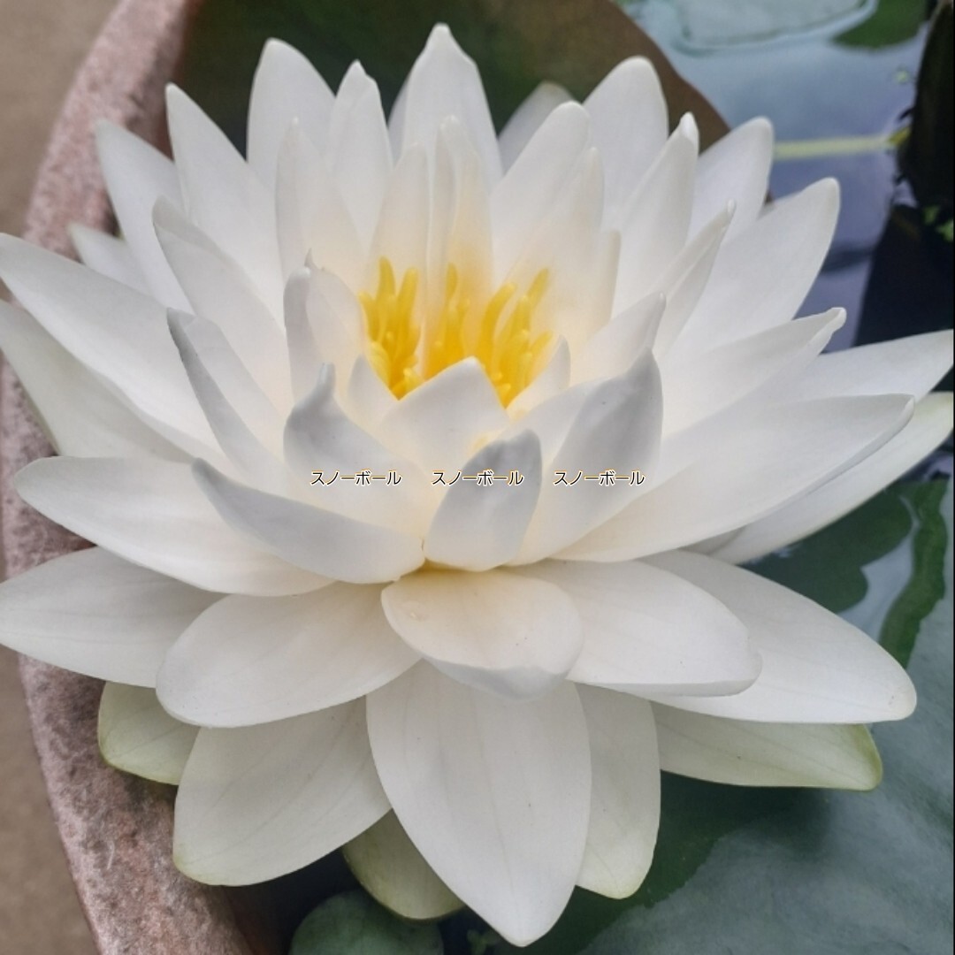 ☆ スノーボール　耐寒性睡蓮　温帯睡蓮　スイレン　小苗　１苗_9